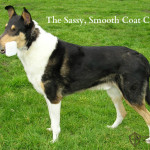 The Lesser Known Collie with Sass