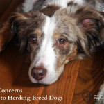 2 Toxin Concerns for Herding Breed Dogs