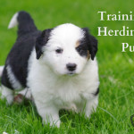 Herding Breed Puppies: Know the Basics Before the Training