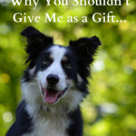 Are You Ready for a Border Collie? Lovable Breed Not For Everyone