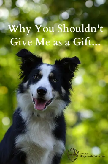 Border Collies: 5 Reasons We Love Them