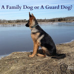 Is Your German Shepherd a Family Dog or a Guard Dog?