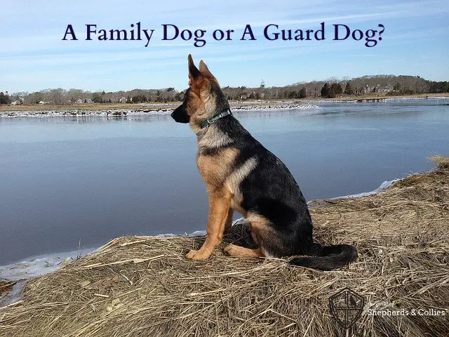 a good guard dog good with family