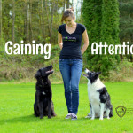 How to Gain Your Distracted Dog’s Attention