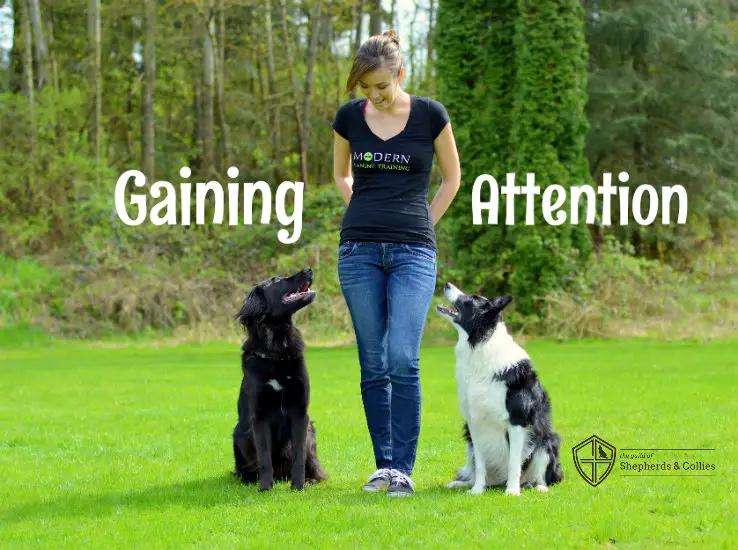 how-to-gain-your-distracted-dog-s-attention