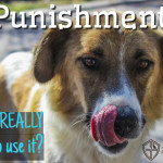 Does Punishing A Dog Really Work?