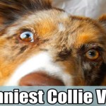 10 Hysterical Border Collies