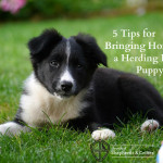 5 Tips for Bringing Home a Herding Breed Puppy