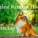 Sheltie Returns Home After Six Years Thanks to Microchip