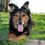 How to Buy the Right Pet Tracker for Your Herding Breed Dog