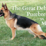 The Great Debate: Purebred vs. Mixed Breed Herding Dog