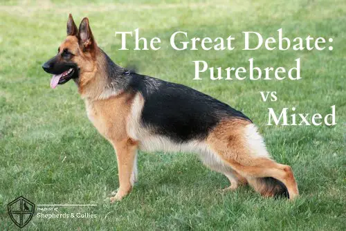 are purebred or mixed breed dogs healthier