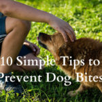 10 Simple Tips to Prevent Dog Bites