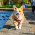 4 Reasons Your Corgi Needs Pet Insurance