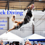 Dock Diving: Now for Herding Breed Dogs