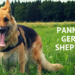 Does Your German Shepherd Show Signs of This Eye Disease?
