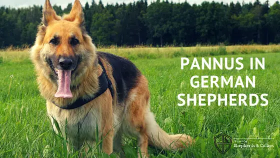 Does Your German Shepherd Show Signs of This Eye Disease? - Guild of ...
