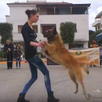 What’s So Awesome About Canine Musical Freestyle?