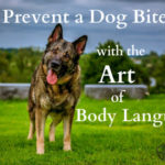 Prevent a Dog Bite with the Art of Body Language