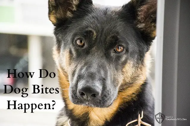 dog bites happen
