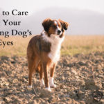 How to Care for Your Herding Dog’s Eyes