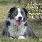 Three Common Eye Problems Your Dog May Have Inherited