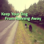 How to Stop Your Dog from Running Away