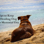 8 Tips To Keep Your Herding Dog Safe On Memorial Day