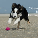 7 Great Sports for Herding Dogs