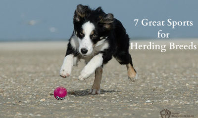 sports for herding dogs