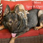 Meet Igor, the German Shepherd Dog Raising Wild Animals