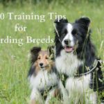 Top 10 Important Training Tips for Herding Breed Dogs