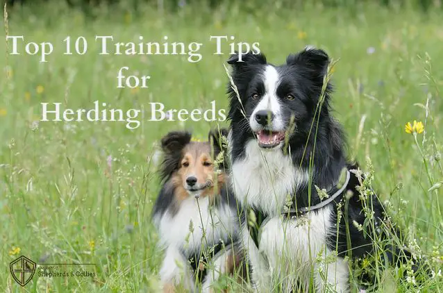 I. Introduction to Herding Breeds