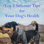 Top 5 Summer Safety Tips for Your Dog’s Health