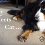 Dog Meets Cat – Introductions Worth Remembering