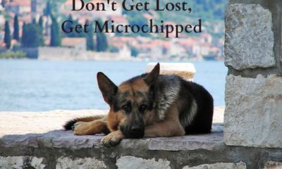 get microchipped