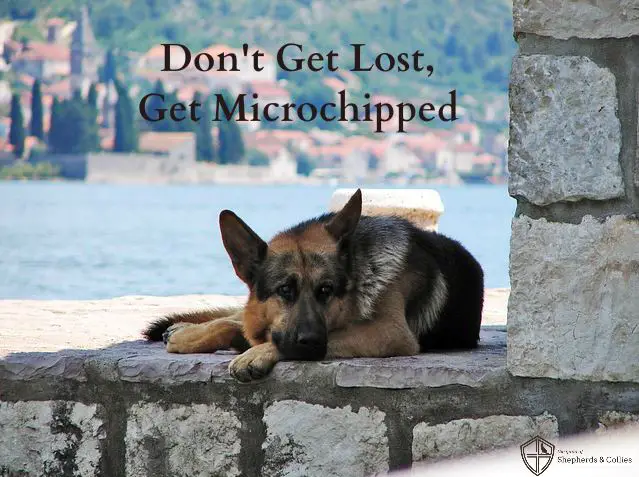 get microchipped