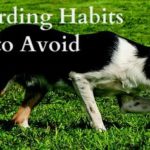 3 Bad Herding Habits to Avoid