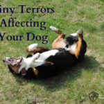 Tiny Terrors Affecting Your Herding Breed Dog: The Dangers of Fleas