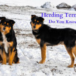 Herding Terminology: Do You Know the Basics?