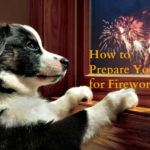 How to Prepare Your Herding Dog for Fireworks