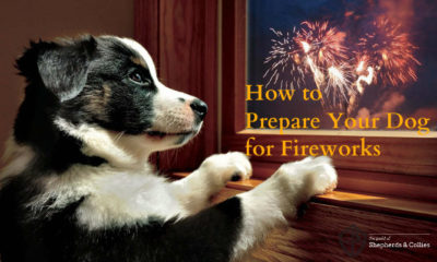 prepare your herding dog for fireworks