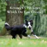 Kennels VS Pet Sitters: What’s Best for Your Herding Breed Dog?