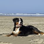 6 Travel Etiquette Tips for Dog Owners