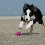 Vacationing With Your Herding Dog