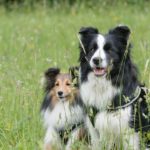 Dog Intelligence: Studying Herding Breed Dogs