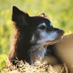 9 Dangerous Diseases Ticks Can Give Your Dog