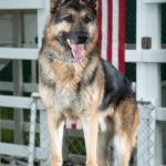Remembering Our K9 Heroes Who Serve