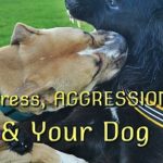 Stress, Aggression, and Your Dog